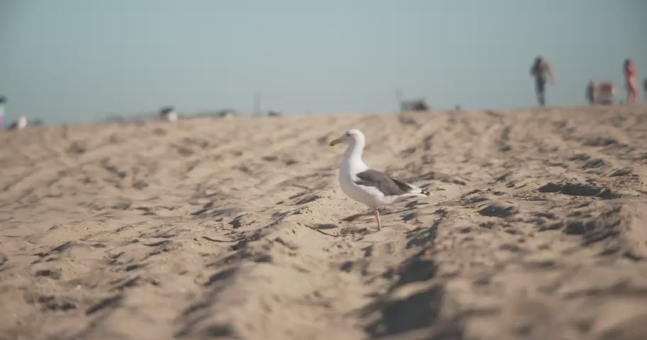 Dex Camera - the Language Learning Camera