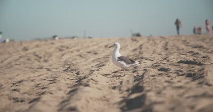 Dex Camera - the Language Learning Camera